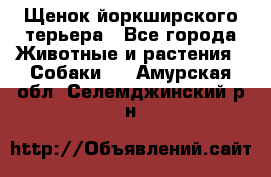 Щенок йоркширского терьера - Все города Животные и растения » Собаки   . Амурская обл.,Селемджинский р-н